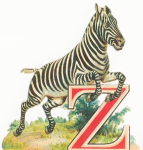 Z : Zèbre