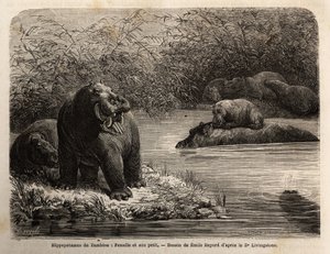 Hippopotame du Zambèze : femelle et son petit se rafraîchissant dans la rivière. Gravure pour illustrer les premiers voyages du Dr Livingstone en Afrique australe de 1840 à 1856, dans « Le tour du monde, nouveau journal des voyages » publié sous la directi - Unknown artist