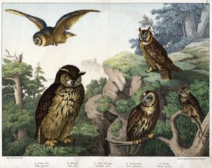 a : Chouette dorée (Bubo ignavus), b : Hulotte (Asio shell), c : Chouette sauvage (Syrnium aluco), d : Chouette (Strix flammea), e : Chouette (Athene noctua) - dans « Histoire naturelle des oiseaux », éd. Hoepli, Milan