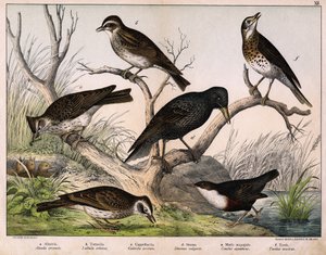 a: Alouette des champs, b: Alouette lulu, c: Cappellaccia, d: Étourneau sansonnet, e: Cincle plongeur, f: Grive musicienne - dans « Histoire naturelle des oiseaux », éd. Hoepli, Milan - Unknown artist