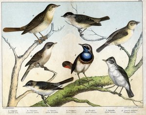 a : Rossignol (Luscinia vera), b : Pettazzuro (Cyanecula suecica), c : Fauvette à tête noire (Sylvia atricapilla), d : Fauvette grisette (Sylvia ciciera), e : Becfigue (Sylvia salicaria), f : Fauvette (Sylvia curruca), g : Hypolaïs ictérine (Hypolais icter