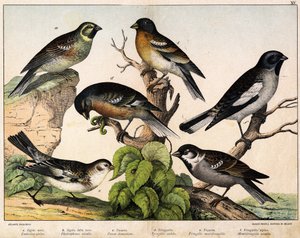 a: Moineau (Emberiza circlus), b: Moineau des neiges (Plectrophanes nivalis), c: Moineau (Pour domesticus), d: Pinson (Fringilla coelebs), e: Pinson du Nord (Fringilla montifringilla), Niverolle (Montifringilla nivalis) - dans "Histoire naturelle des oisea