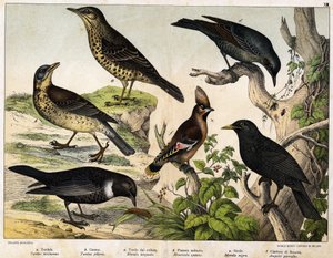 Grive, Merle, Merle bleu, Merle noir, Jaseur de Bohême - dans "Histoire naturelle des oiseaux", éd. Hoepli, Milan