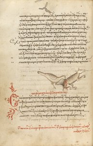 Un oiseau qui picore un animal