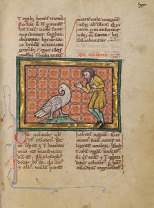 Un oiseau de Caladrius - Unknown artist