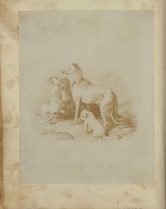 [Un groupe de cinq chiens]