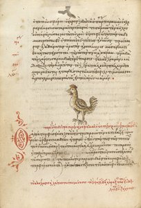 Une poule