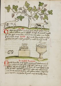Une belette et plusieurs souris capturées