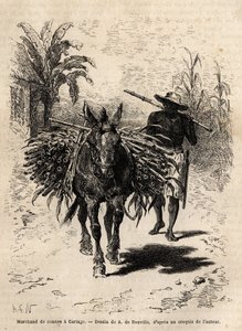 Un marchand de cannes et sa mule à Cartago (Costa Rica) - Unknown artist