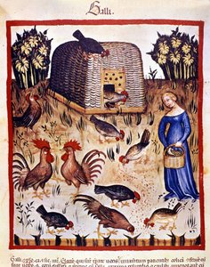 Une jeune femme dans une basse-cour nourrit des poules et des coqs. Enluminure du « Tacuinum sanitatis » - Unknown artist