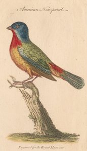 Non-pareil Américain