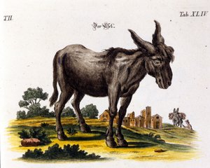 Ankey. Représentation du 18ème siècle - Unknown artist