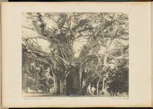 Baobab. Mombassa.