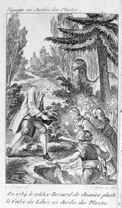 Bernard de Jussieu, botaniste français (1699-1777) plante un cèdre du Liban dans le jardin des plantes à Paris
