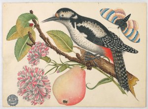 Oiseau, papillon et poire