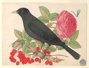 Oiseau noir avec des roses