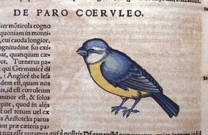 Passereau bleu dans Historia Animalium de Conrad Gesner (1516 - 1565), Tiguri - Unknown artist