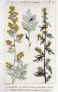 Planche botanique : Absinthe (Artemisia Absinthium) et Armoise commune (Artemisia Vulgaris). Gravure du 18ème siècle