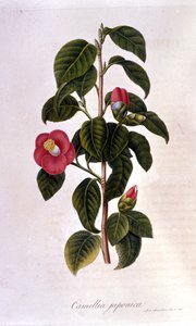 Planche botanique : Camélia du Japon. Gravure du 19ème siècle - Unknown artist