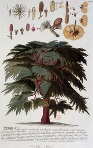 Planche botanique : Cèdre. n.d. 19ème siècle