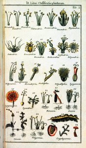 Planche botanique : Classification des plantes par Carl von LINNE (1707-1778), naturaliste suédois dans Compendium Botanices Systematis Linnean. Édition - Unknown artist