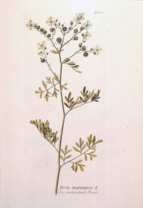 Planche botanique : rue officinale (Ruta graveolens). Dans "Icons Plantarum medicinalium" de J.J. Plenck, Vienne, Autriche - Unknown artist