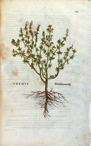 Planche botanique : Thym (Thymus) Herbier de Léonard Fuchs, "Historia Stirpium", Bâle