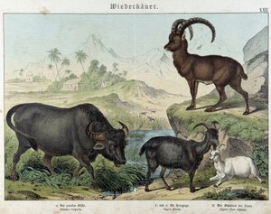 Buffle, chèvre, chèvre et bouquetin - dans « Histoires naturelles des mammifères », éd. Schreiber
