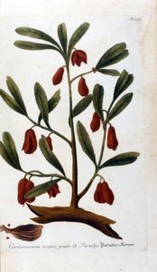 Cardamome. Gravure du 18ème siècle