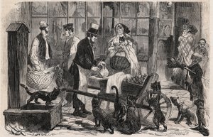 Marchand de viande pour chats dans une rue du quartier de Westminster à Londres, un marchand ambulant de viande de cheval pour chiens et chats - Gravure dans « Le Monde Illustré »