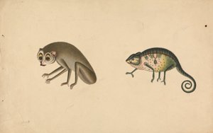Caméléon et un mammifère