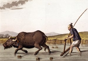Chine, labour des rizières avec des bœufs - dans « Le Costume ancien et moderne » de Jules Ferrario