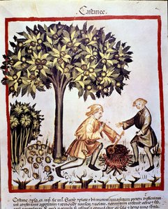 Récolte et préparation des châtaignes en automne. Enluminure du « Tacuinum sanitatis » - Unknown artist