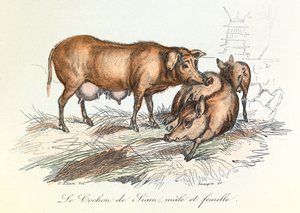 Les "Completes de Buffon" avec la nomenclature de Linné et la classification de Cuvier : Les animaux : Le cochon de Siam (gravure) - Unknown artist