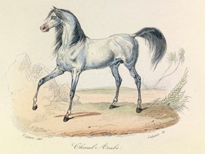 Les "Completes de Buffon" avec la nomenclature de Linné et la classification de Cuvier : Les animaux : Cheval Arabe (gravure) - Unknown artist