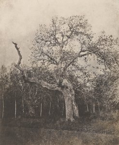 [Arbre tortueux aux feuilles clairsemées]