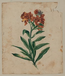 Dessin de conception, début du 18ème siècle - Unknown artist