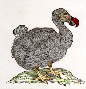 Dodo ou Dronte. Oiseau disparu - dans « De Indiae utriusque re naturali et medica » par Gulielmi Pisonis, Amsterdam