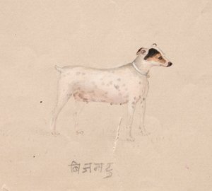 Chien - Unknown artist