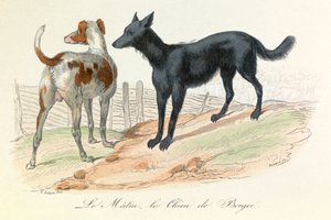 Chien et Matin, deux animaux classés par Linné et Cuvier (gravure)