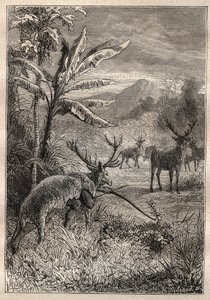 Expédition autour du monde (1785-1788) de Jean François Galaup de La Pérouse (1741-1788) : technique de chasse des Indiens de la baie de Monterey (Californie) - illustration tirée de « Les grands marins du XVIIIe siècle »
