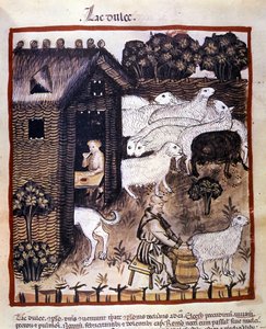 Travail à la ferme : traite des moutons pour produire du lait et du fromage. Enluminure du « Tacuinum sanitatis »