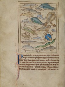 Poissons et monstres marins - Unknown artist