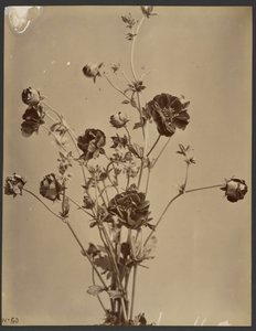 [Étude florale] - Unknown artist