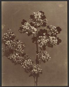[Étude florale avec plusieurs bouquets de fleurs].