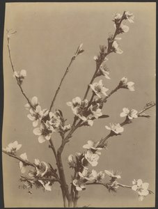 [Étude florale avec de petites fleurs blanches]