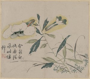 Lys en fleurs