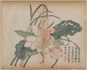 Lotus en fleur et bourgeon
