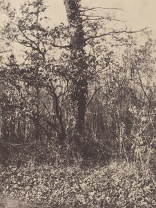 [Paysage forestier] / [Taillis]