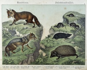 Renard, renard argenté, musaraignes, taupe et hérisson - dans « Histoires naturelles des mammifères », éd. Schreiber